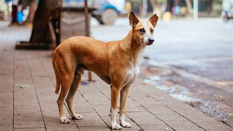 Mira-Bhayandar: Animal Welfare Activists Report Second Case Of ...