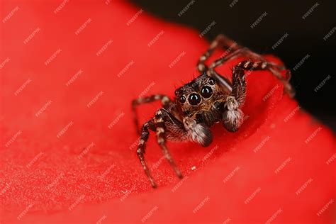 Premium Photo | Spider jumper macro, arachnophobia, beautiful jumping ...