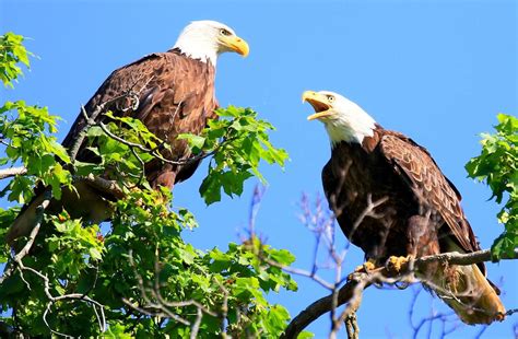 Knowing Nature: Raptors - Winneshiek County Conservation Board