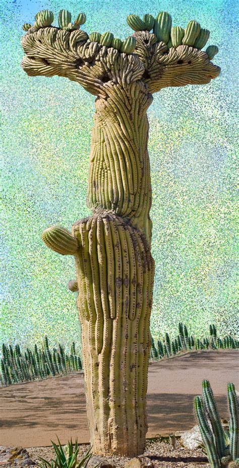 Carnegiea gigantea f cristata crested saguaro – Artofit