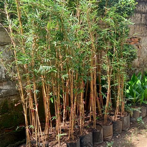 Jual tanaman hias bambu kuning mini - Kota Depok - Arisflora | Tokopedia