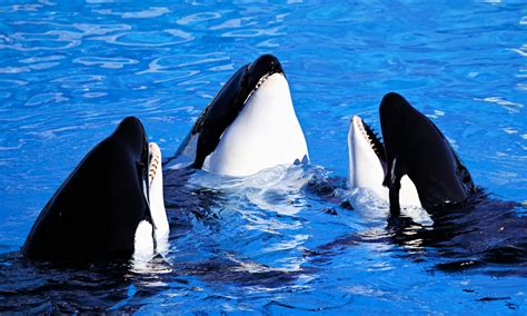 Killer whales use clever hunting strategies to outsmart prey - Earth.com