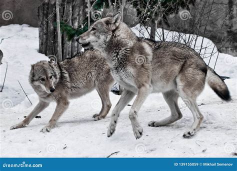 Image result for Wolves Mating Season
