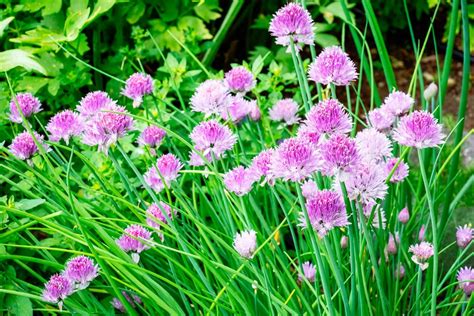 29 Perennial Herbs You Can Plant Once and Enjoy for Years - Garden Betty