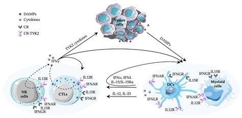 TYK2 in Tumor Immunosurveillance