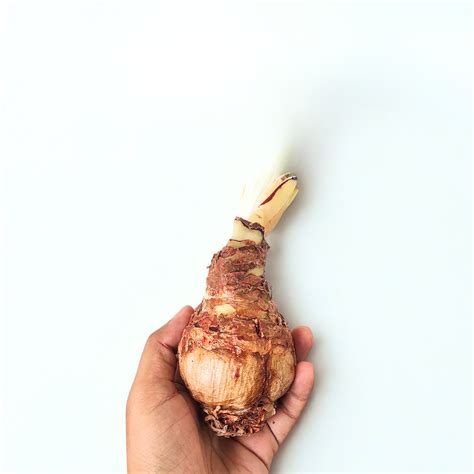 Schefflera Plant Care Guide | Buy Umbrella Plant Online at RootsRaja ...