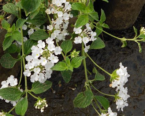 White Trailing Lantana