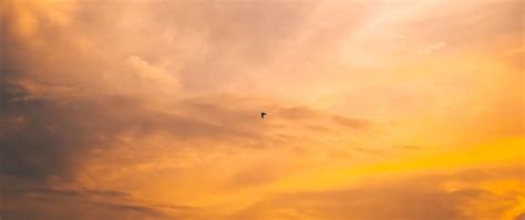 Download wallpaper 2560x1080 bird, flight, sunset, sky dual wide 1080p ...