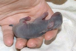 Image result for Newborn Wild Baby Bunnies