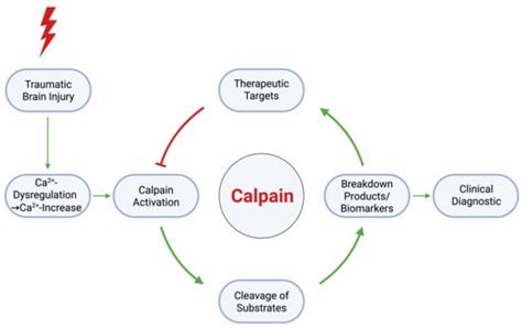 Cells | Special Issue : Role of Calpains in Health and Diseases