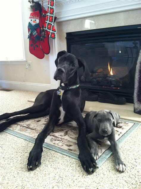 European Great Dane Puppies