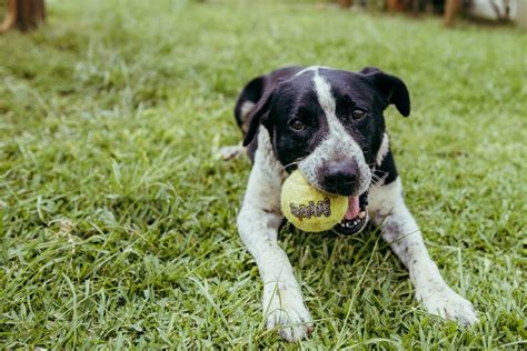 Home - Kaua’i Humane Society