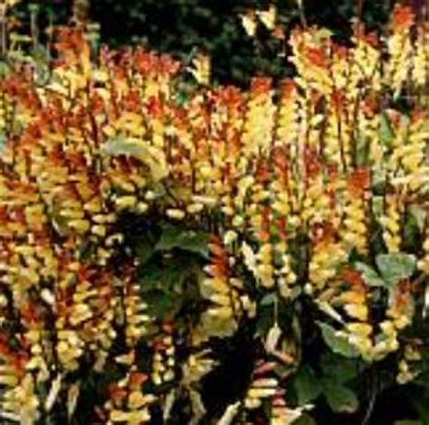 Flowering Jungle Vines