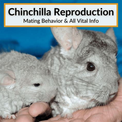 34 Fun Facts About Chinchillas (Some Surprising Stuff!)