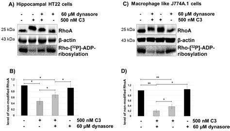 Uptake of Clostridium botulinum C3 Exoenzyme into Intact HT22 and J774A ...