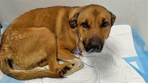 3 dogs in Weber County animal shelter die from parvovirus outbreak