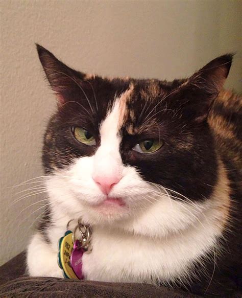Judgmental cat photos causing litter of commotion online
