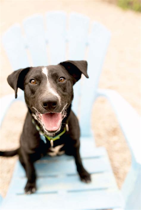 Adopt-a-Shelter-Dog: Meet 4 Sweeties | Grady Veterinary Hospital ...