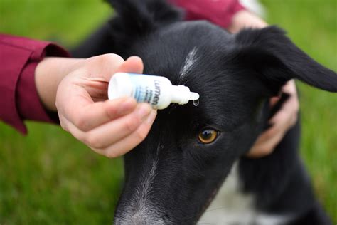 Buy LumenPro Pet Eye Drops - Promotes Vision Clarity in Animals with Cataracts - Advanced Vision ...