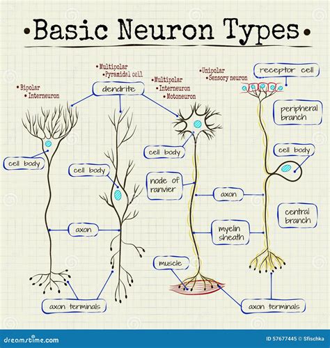 Simple Neuron Diagram