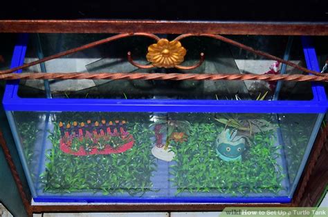 Setting Up a Turtle Tank 的图像结果