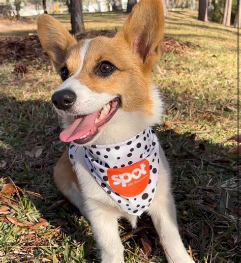 Image result for Most Common Dog Names