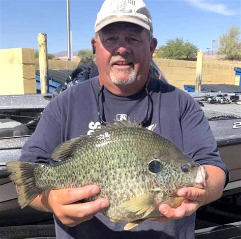 Image result for Shellcracker Fishing 2014