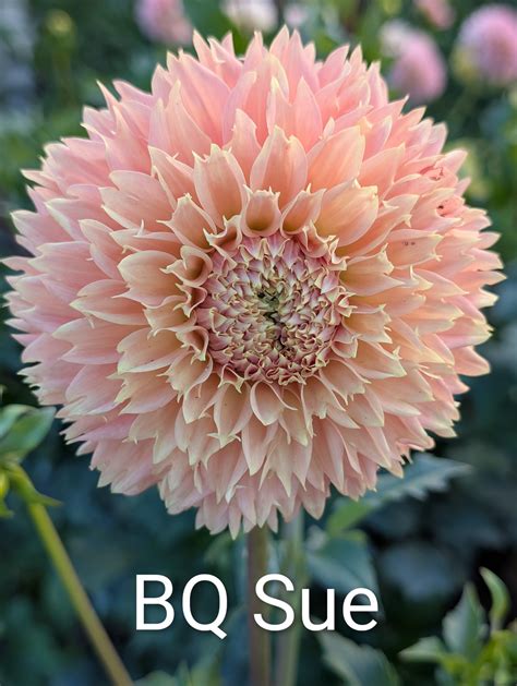 Bloomquist Sue dahlia tuber - White River Acres