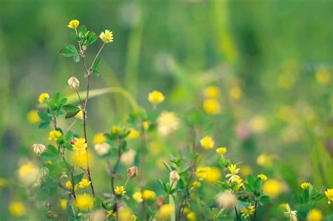 Weeds With Yellow Flowers (Common Lawn Weed Guide) - Lawn Phix