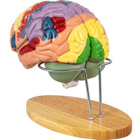Rezultat imagine pentru Labeled Brain Model
