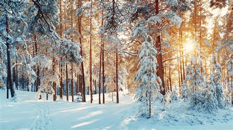 Winter virtual backgrounds for zoom - snoand