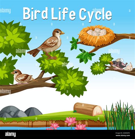 Scene with Bird Life Cycle Stock Vector Image & Art - Alamy
