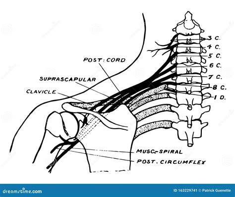 Brachial Plexus Drawing