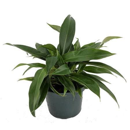 Pegasus Flora® Little Phil Philodendron rarest imported variety hardy ...