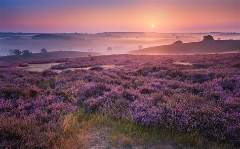 Black and Purple Nature 的图像结果