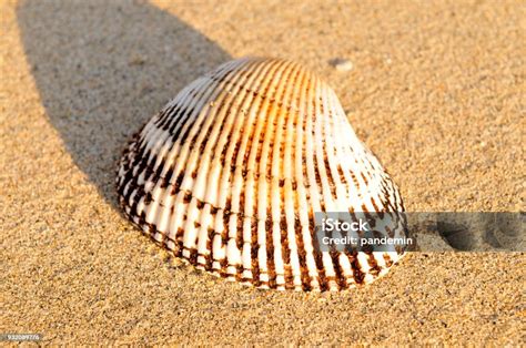 Image result for Amazing Shells