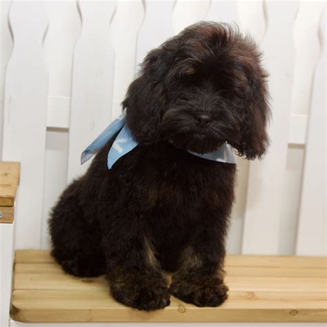 Image result for Savage Cockapoo Dogs