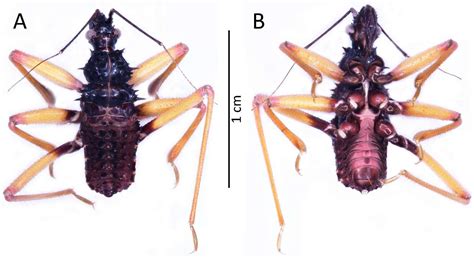 Psyttala horrida (Stål, 1865) (Hemiptera: Reduviidae: Reduviinae)—A ...