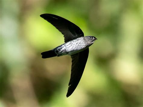 Grey-rumped Swiftlet - eBird