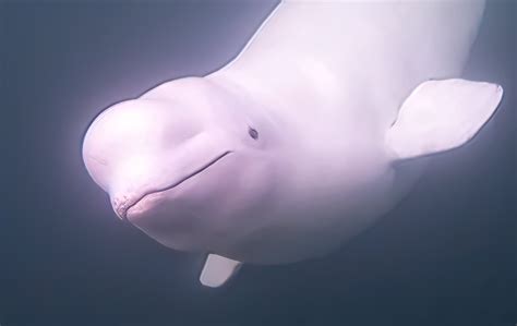 Nature smart | Maple Lake Messenger