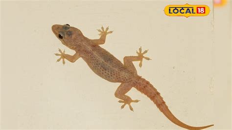 Spray to Repel Lizards : మీకు బల్లులంటే భయమా.. ఇంట్లోంచి తరిమేసే పవర్ ...