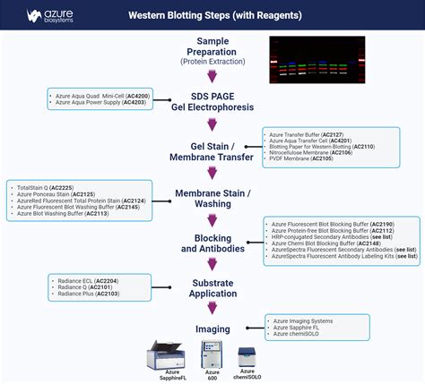 Western Blot Steps