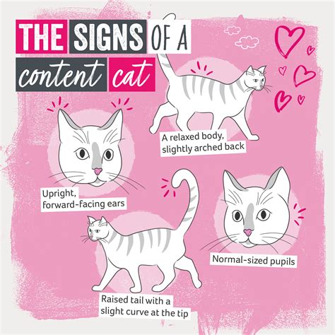 Image result for Cat Language