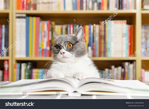 Cat Reading A Book