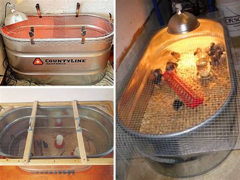 How to Set Up a Chick Brooder: Temperature Chart and Supplies | Keeping ...