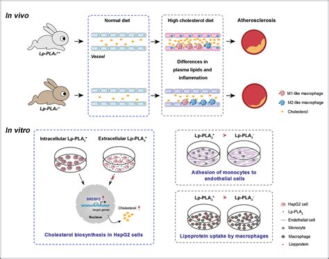 Lp-PLA2 (Lipoprotein-Associated Phospholipase A2) Deficiency Lowers ...