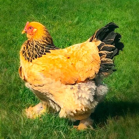 Buff Brahma Chicks - Valley Hatchery