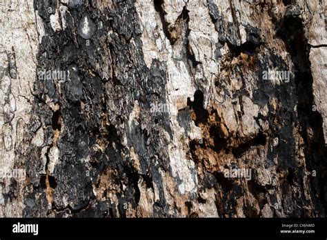 Image result for Oak Tree Rot Base of Trunk