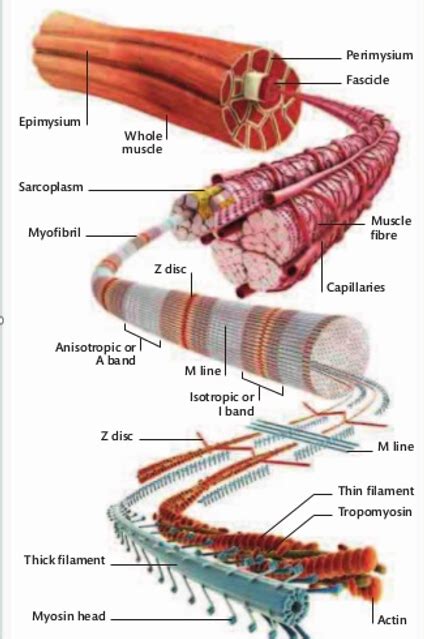 Image result for Skeletal Muscle Flow Chart