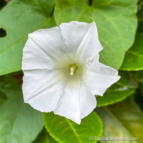 Convolvulaceae - Bindweed or Morning Glory - The Garden Bench